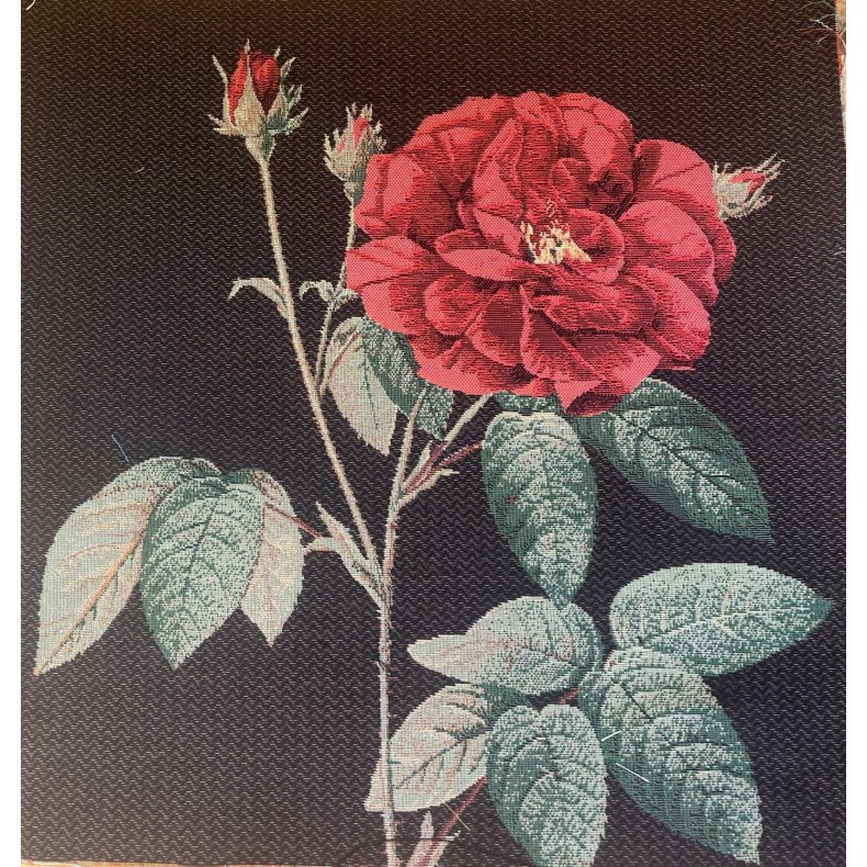  sort/brun baggrund og smuk rd rose